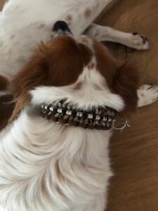 Top view of a white-and-brown dog wearing a thick, metal-studded collar on a wooden floor