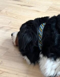 Close-up of a black and white dog lying on a light wooden floor, wearing a colorful braided collar.