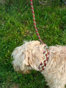 Fluffy light-colored dog on a pink and green braided leash outdoors in a grassy area