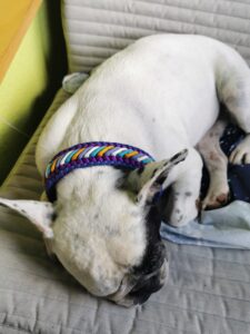 Entspannter Hund schläft auf einem Sofa im Knüpfstüble.