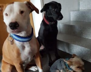 Drei Hunde im Knüpfstüble, gemütliche Atmosphäre, verschiedene Rassen.