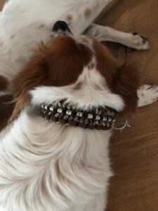 Hunde im Knüpfstüble, gemütliches Ambiente, Tierliebe.