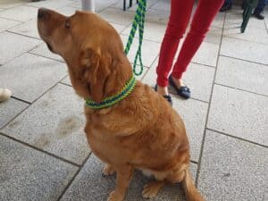 Golden-brown dog sitting on a stone-paved sidewalk, wearing a green and blue braided collar; leash held by a person in red pants and dark blue loafers.