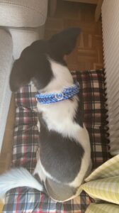 Schwarzer und weißer Hund mit blauer Halsband auf Sitzkissen.