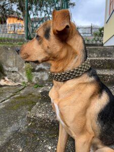 Hund mit braunem Fell und kariertem Halsband vor Gartenmauer.