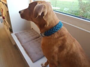 Hund schaut aus dem Fenster im Knüpfstüble mit blauer Halskette.