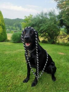 Labrador mit Knoten-Design-Halsband im Grünen, fröhlich und aufmerksam.