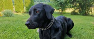 Schwarzer Labrador mit Halsband im grünen Garten.