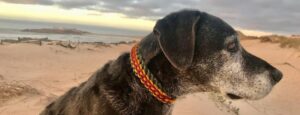 Hund mit buntem Halsband am Strand, Blick in die Ferne.