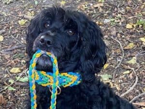 Schwarzer Hund mit buntem Spielzeug im Wald.