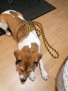 Brown and white dog resting on a wooden floor with a green‑yellow braided leash draped over its back/shoulders.