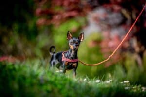 Kleiner Hund auf Wiese mit Leine im Garten bei Knüpfstüble.