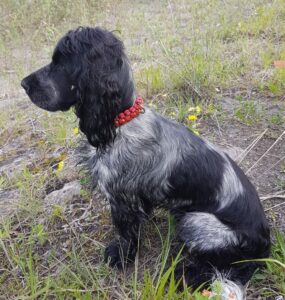 Schwarzer und grauer Hund mit roter Halskette im Grünen.
