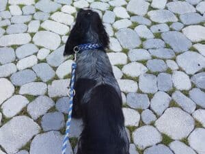 Dog with a blue-and-white leash sitting on a round cobblestone path, seen from behind