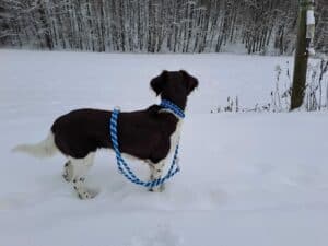 Hund im Schnee mit Leine vor winterlicher Landschaft bei Knüpfstüble.