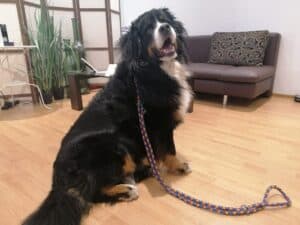 Fröhlicher Hund im Knüpfstüble mit Leine, sitzend auf Holzfußboden.