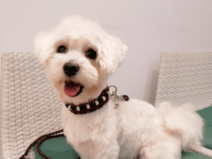 Weißer Hund mit Halsband im Knüpfstüble, freundlich und süß.