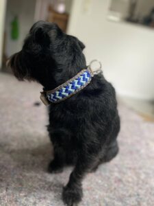 Kleiner schwarzer Hund mit blau-weißer Halsband sitzt auf Teppichboden.