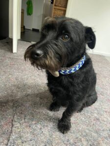 Niedlicher schwarzer Hund mit blauer Halskette im Knüpfstüble.