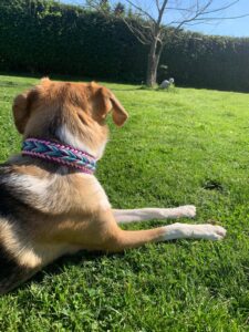 Hund liegt auf grünem Rasen und schaut in die Ferne.