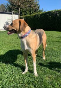 Hund mit bunter Halsband im grünen Garten bei Sonnenschein.