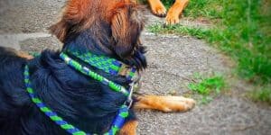 Hund mit buntem Halsband liegt auf dem Boden im Garten.