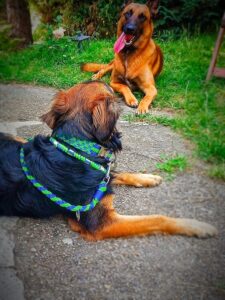 Two dogs on a gravel path: a black-and-tan dog with a blue-green leash lying down, facing a tan German Shepherd panting on the grass nearby.