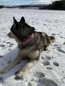 Husky lying in the snow, facing left, wearing a pink and blue braided collar with a small tag, snowy field and distant mountains in the background.