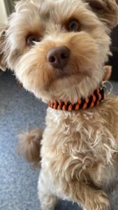 Cute fluffy dog with tan fur and a black-and-orange braided collar, tilting its head toward the camera.