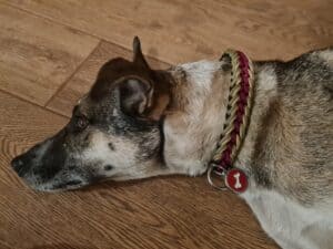 Dog lying on a wooden floor wearing a thick braided red and cream leash with bone-shaped tags visible at the collar.