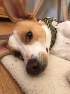 Close-up of a tan-and-white dog resting its head on a fluffy white blanket, wearing a green collar with a tag visible.