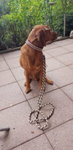 Brown dog sitting on a tiled patio with a pink-and-white braided collar, a long braided leash on the ground in front, and green garden behind.