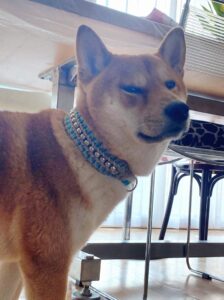 Shiba Inu wearing turquoise beaded collars indoors, near a metal table leg