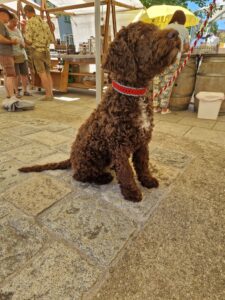 Hochwertiger brauner Labradoodle sitzt auf Kopfsteinpflaster bei Marktveranstaltung.