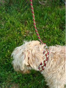 Hund mit Leine auf grünem Gras, Nahaufnahme, entspannt im Freien.